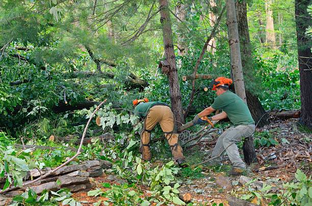 The Steps Involved in Our Tree Care Process in Wrightsville, GA